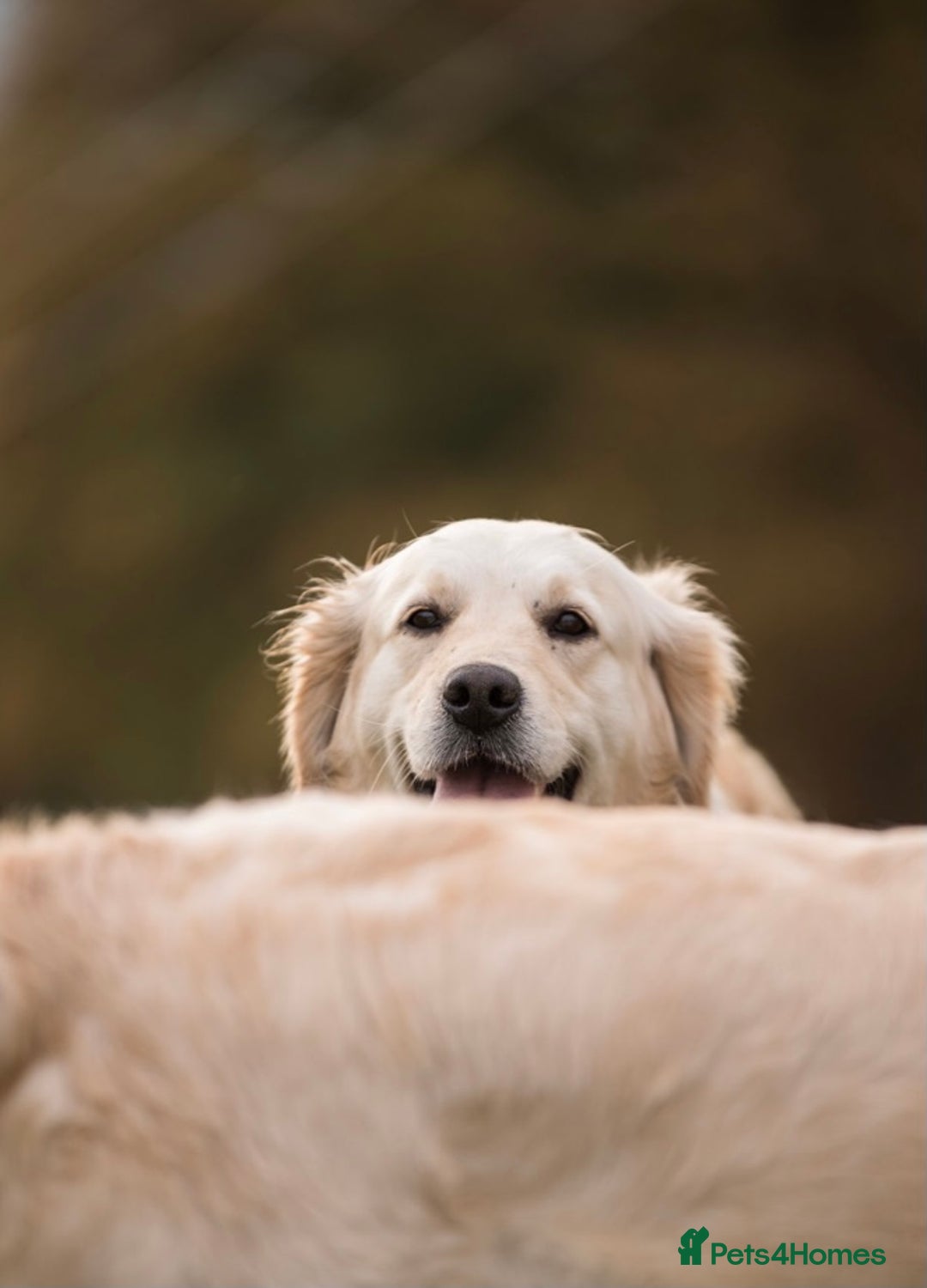 Golden Retriever dogs for sale: Stunning golden retriever puppies   - Image 14