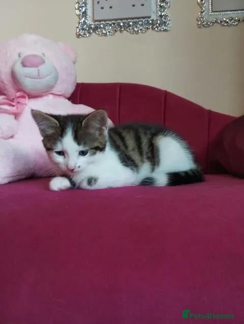 British Shorthair cats 1 Girl for sale - Advert 7