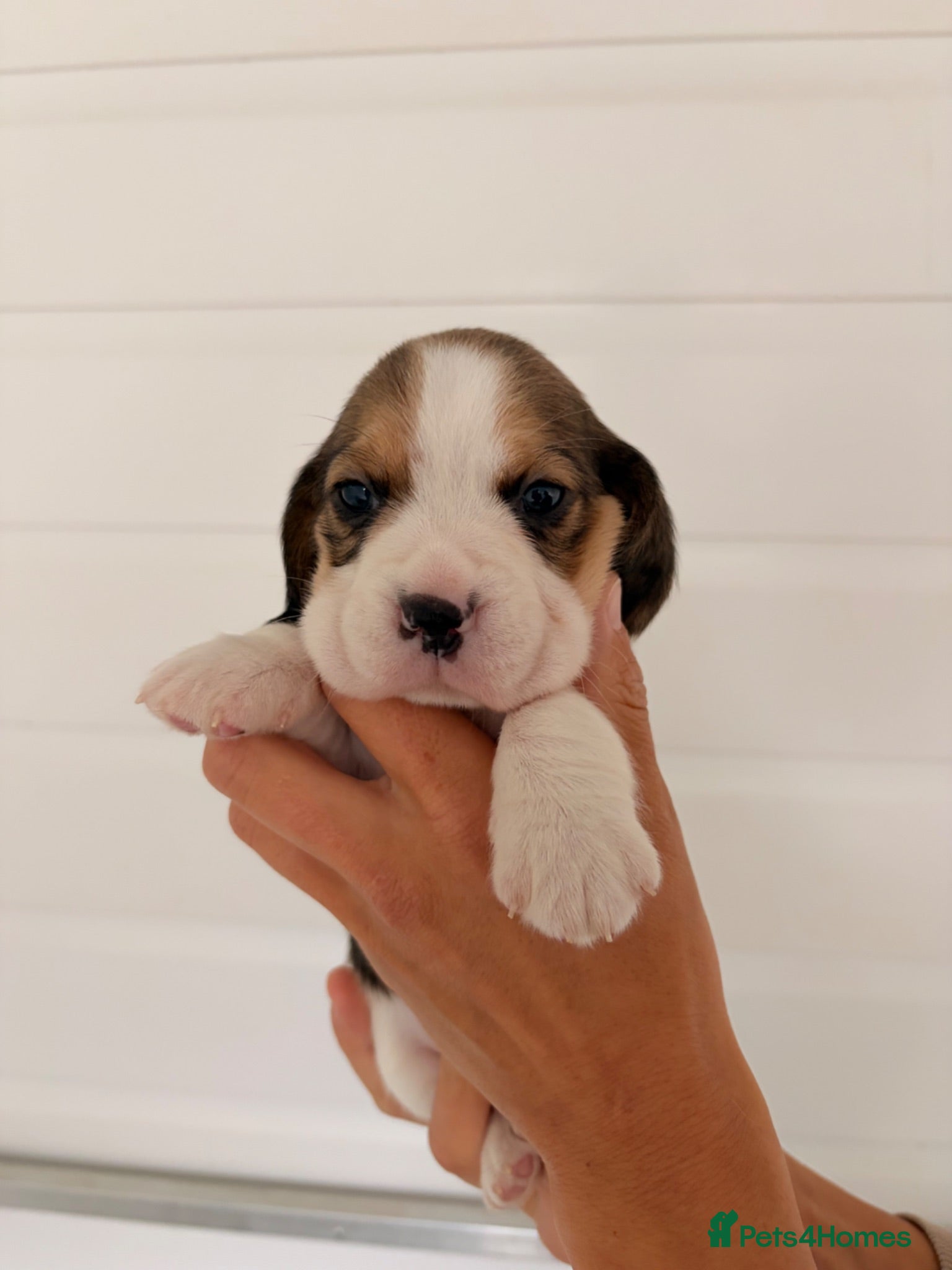 Beagle dogs Kc Reg Beagle Pups  - Advert 19