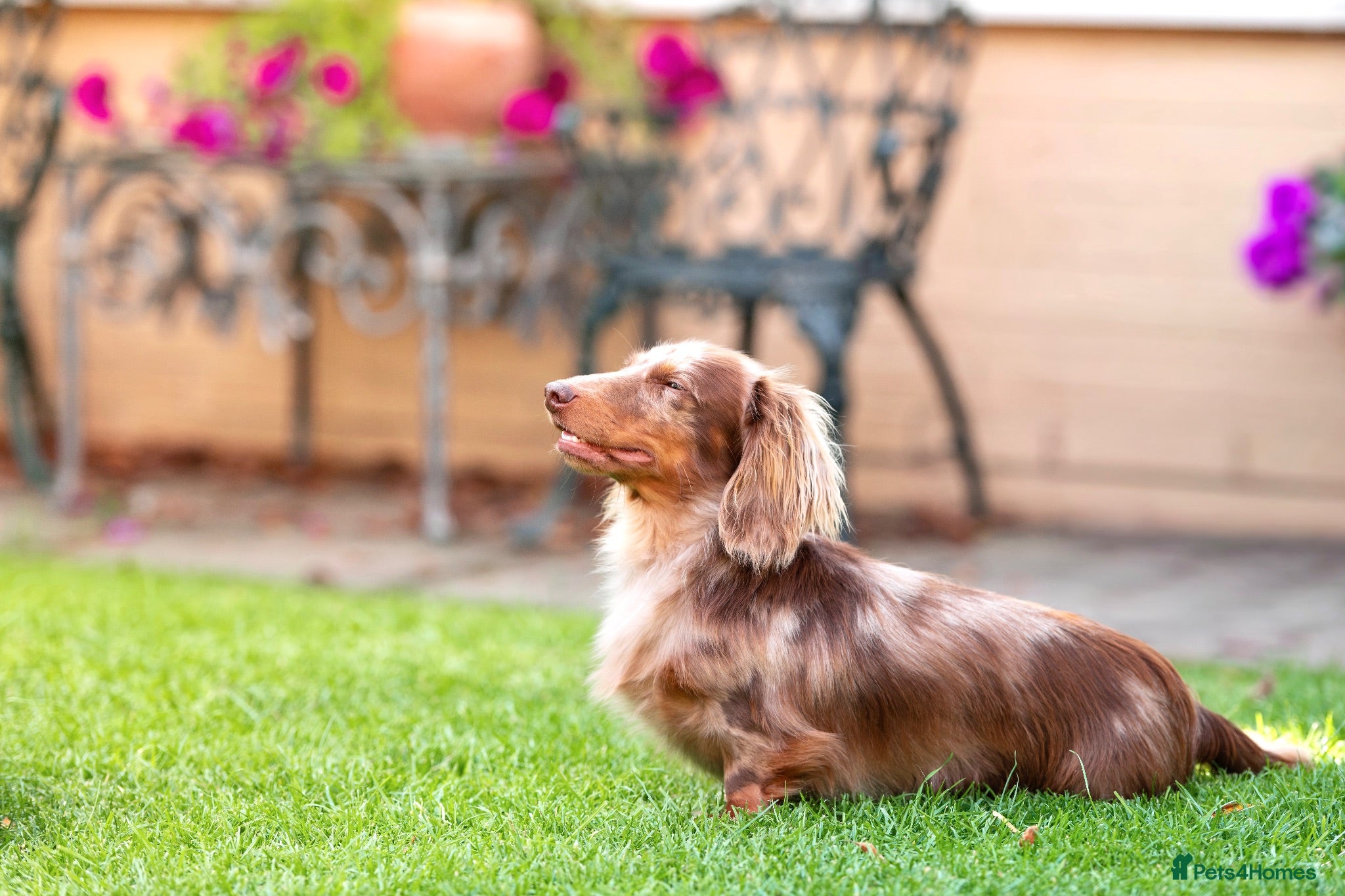 Miniature Dachshund dogs KC Reg Health Tested Longhaired Chocolate Dapple - Advert 14