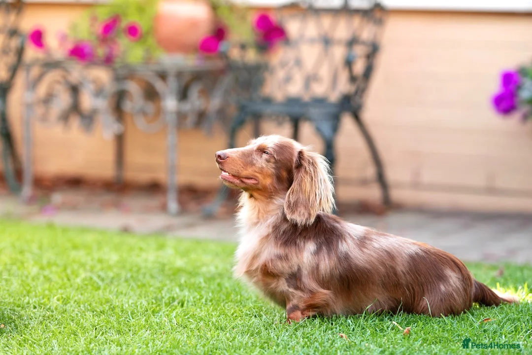 Miniature Dachshund dogs for stud: KC Reg Health Tested Longhaired Chocolate Dapple - Advert 1
