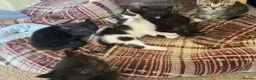 Mixed Breed cats for sale: Beautiful Kittens  - Advert 11