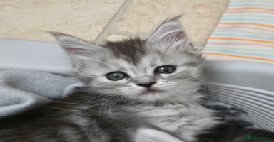 Maine Coon cats - Advert 13