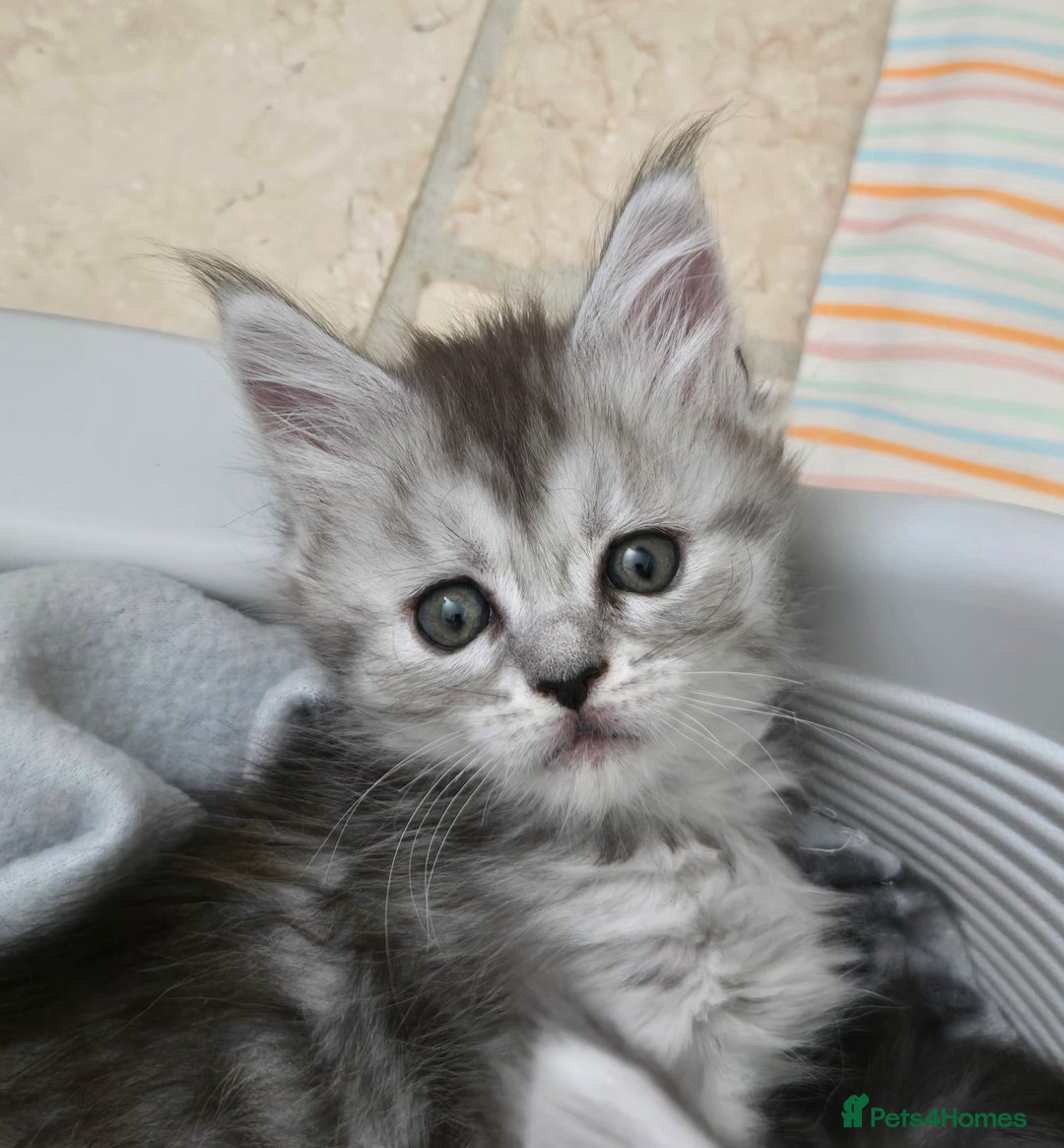 Maine Coon cats for sale: 4 Beautiful GCCF Registered Maine Coon Kittens  - Image 5