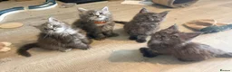 Maine Coon cats for sale: Two female tica registered Mainecoon kittens - Advert 7