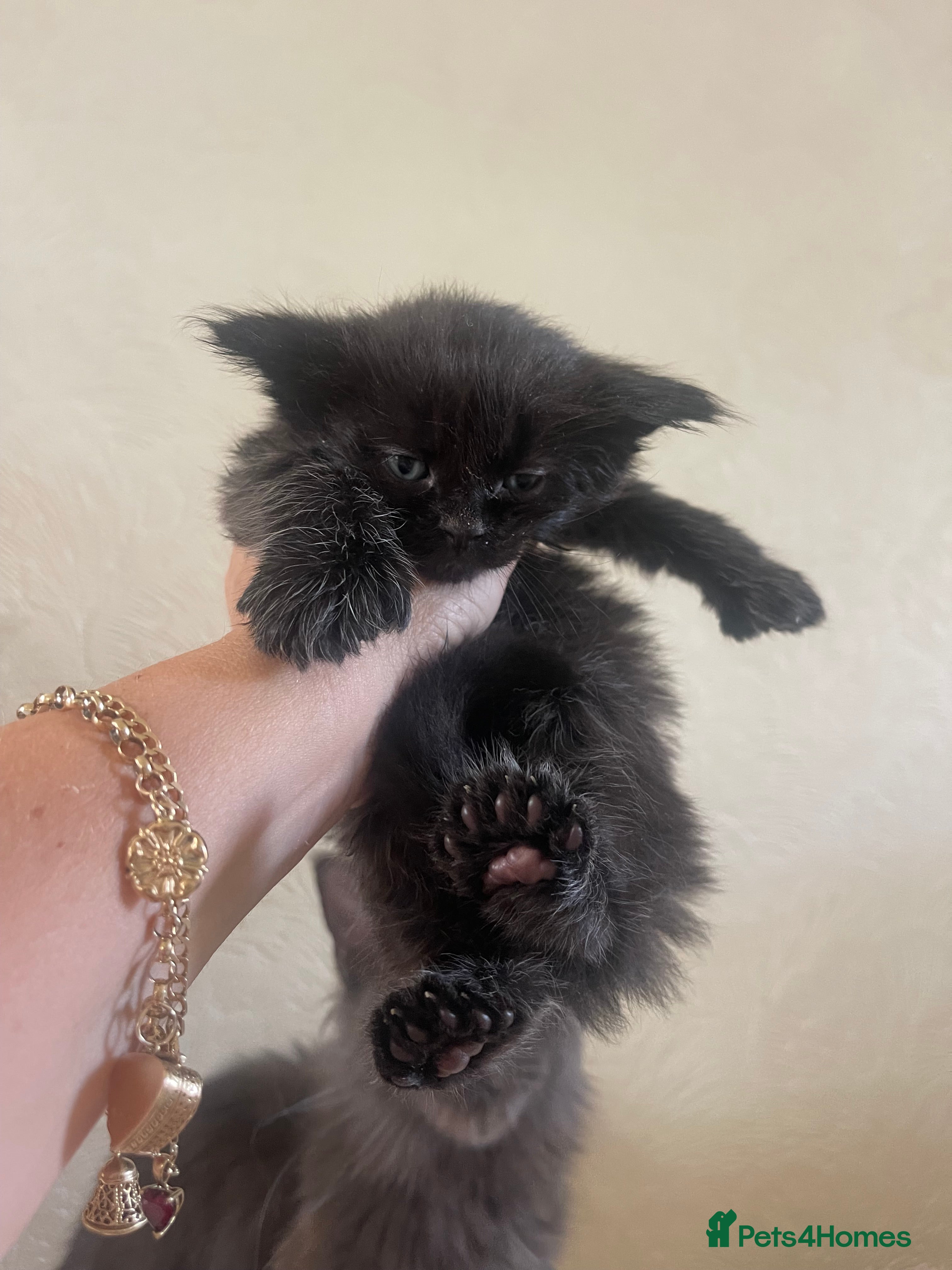 Maine Coon cats for sale: Maine Coon boy - Advert 12