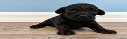 Toy Poodle dogs for sale: Beautiful Toy Poodle Puppies  - Advert 5