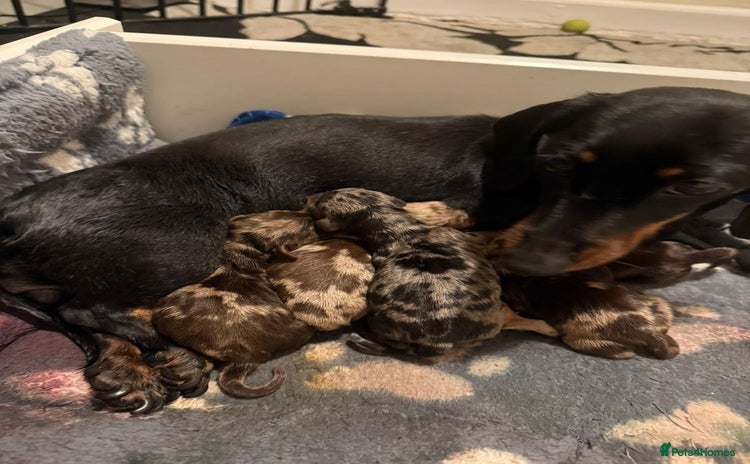 Miniature Dachshund dogs - Advert 1