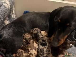 Miniature Dachshund dogs - Advert 11