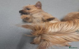 Cairn Terrier dogs for sale: KC registered Cairn terriers - Image 6