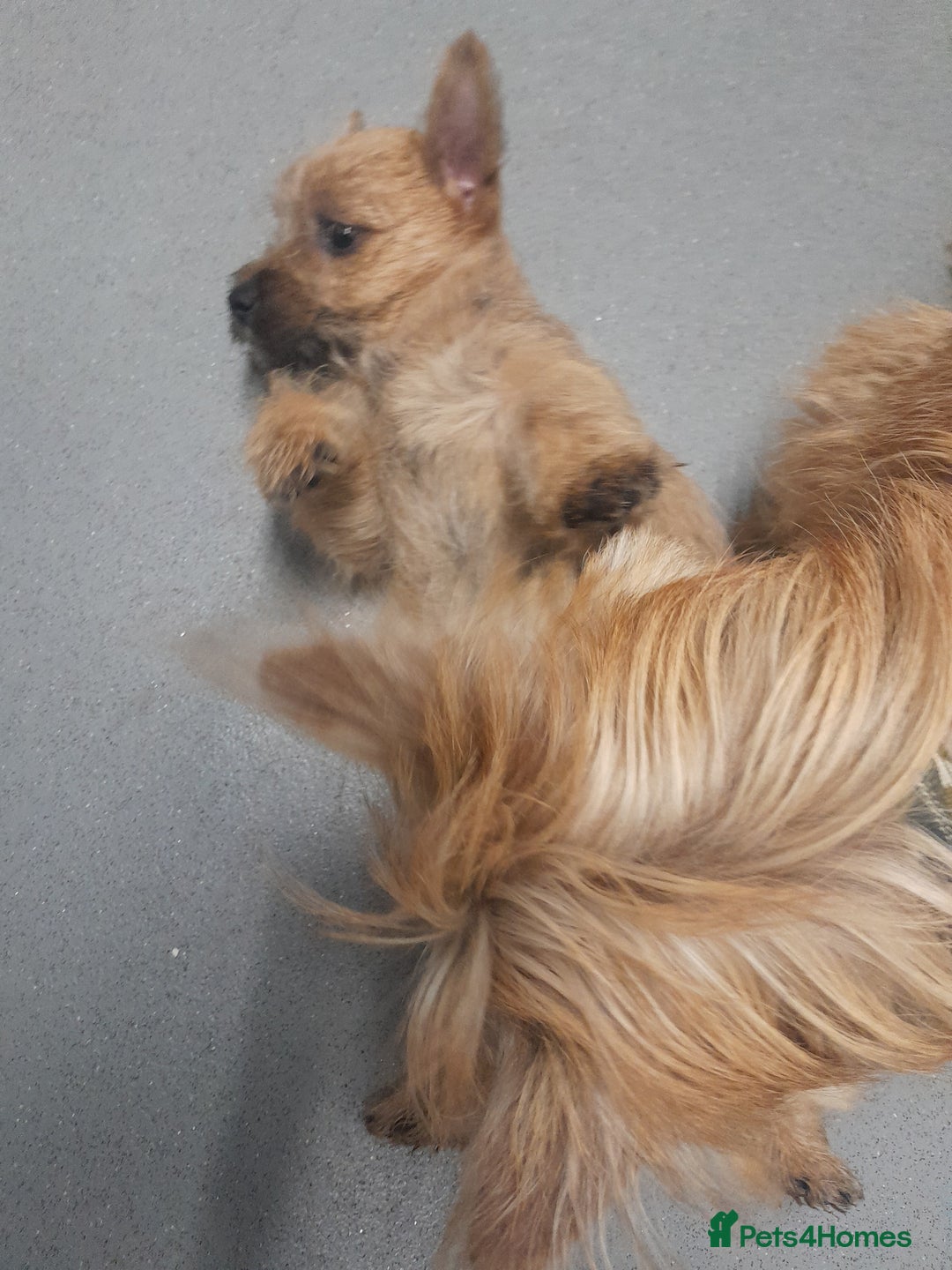 Cairn Terrier dogs for sale: KC registered Cairn terriers - Image 6