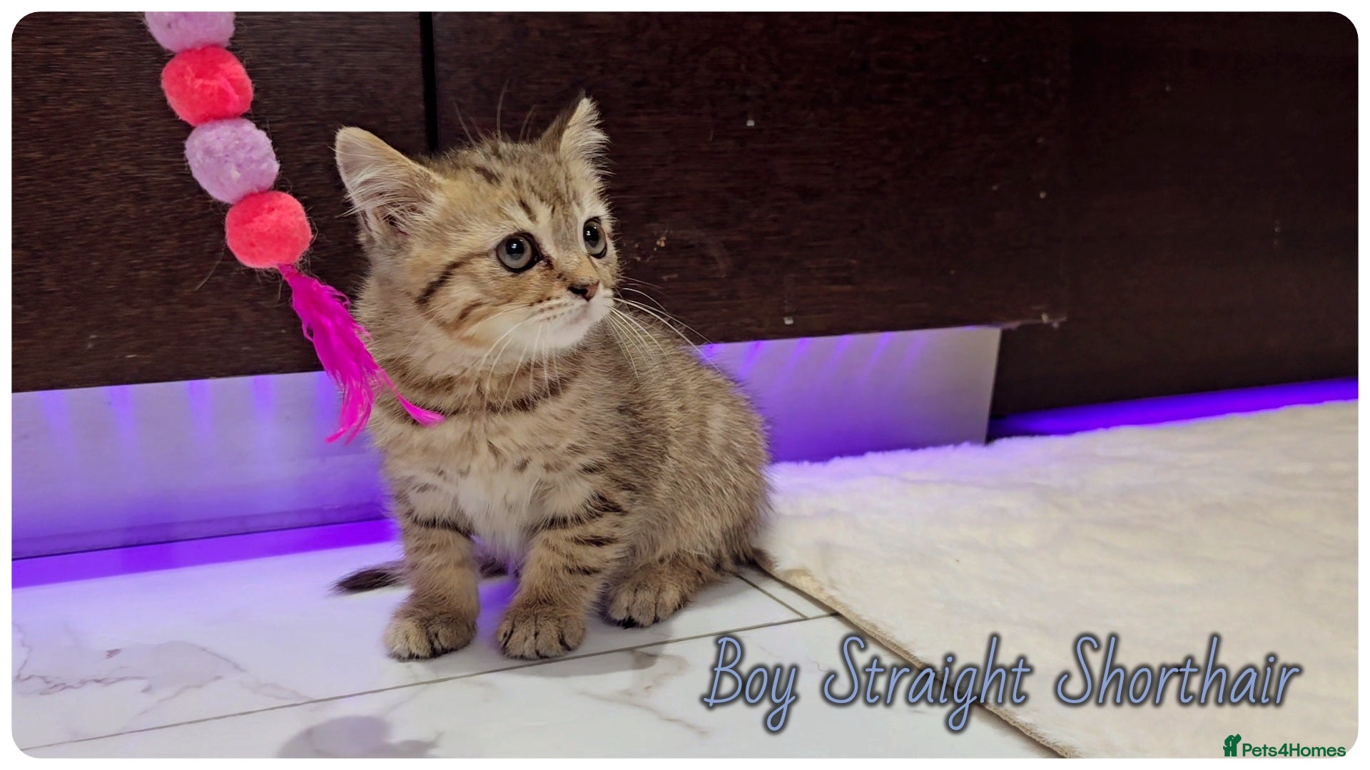 Scottish Fold cats Scotish fold kittens - Advert 14