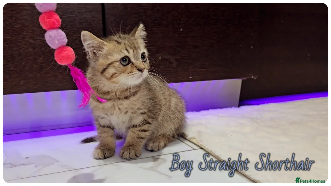 Scottish Fold cats for sale: Scotish fold kittens - Advert 2