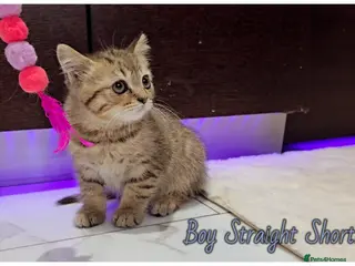 Scottish Fold cats Scotish fold kittens - Advert 14