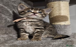 Russian Blue cats for sale: Mix Russian Blue and Maine Coon - Image 3