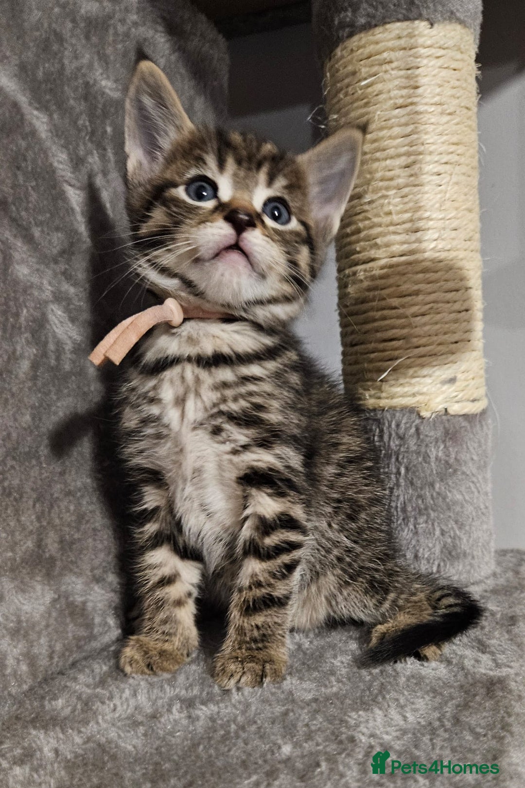 Russian Blue cats for sale: Mix Russian Blue and Maine Coon - Image 3