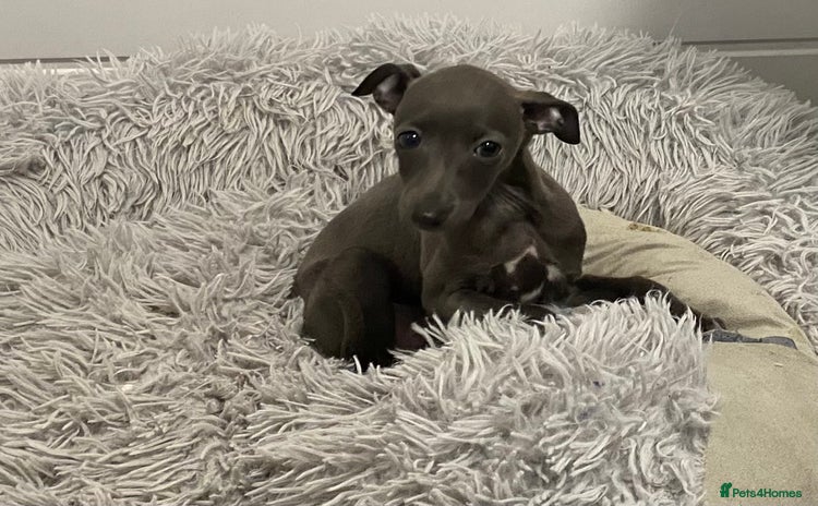 Italian Greyhound dogs - Advert 6