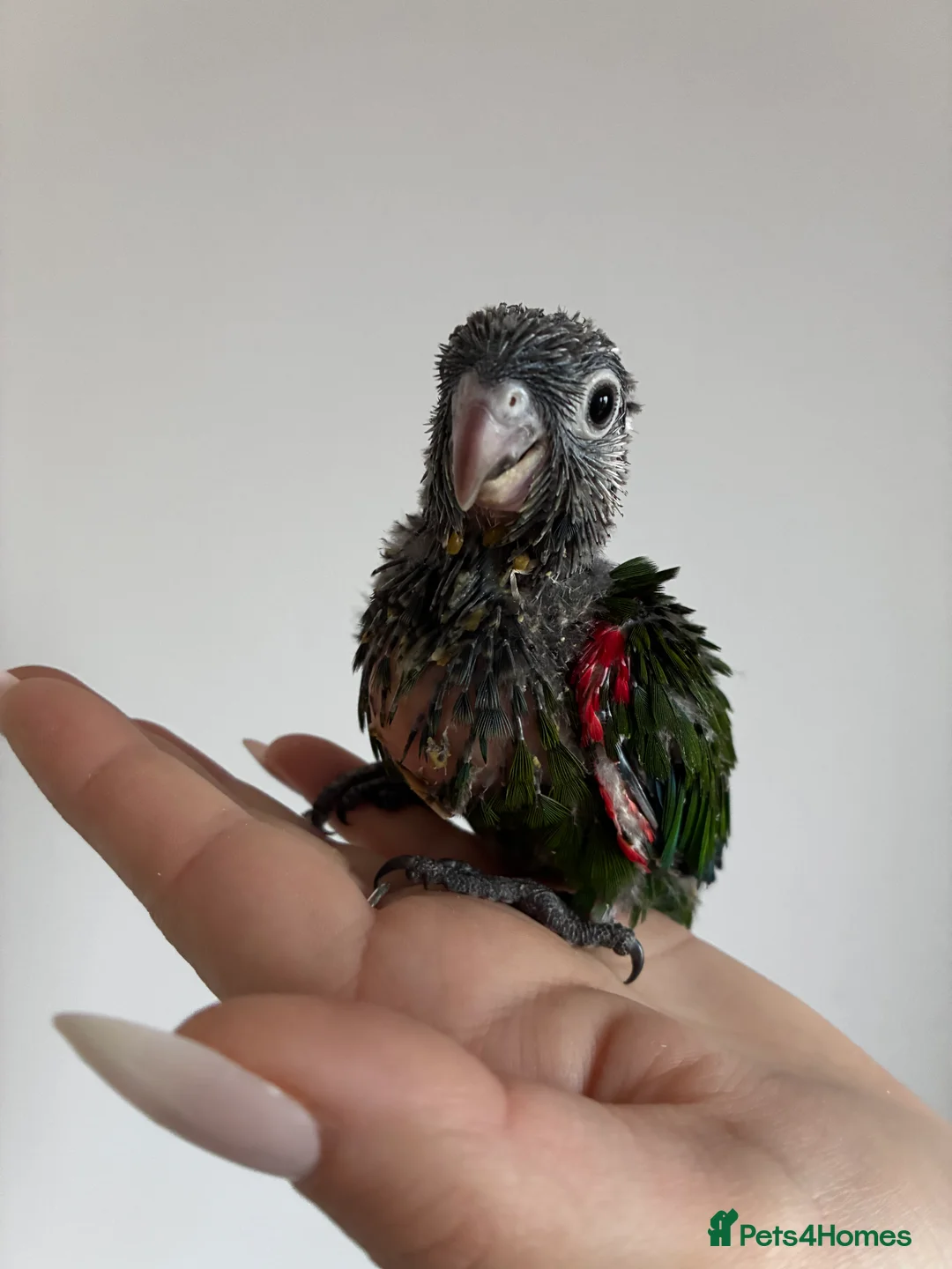 Conures birds for sale: Hand reared silly tame conures!  - Advert 3