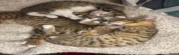 Mixed Breed cats for sale: Bengal x Tabby mixbreed. - Advert 23