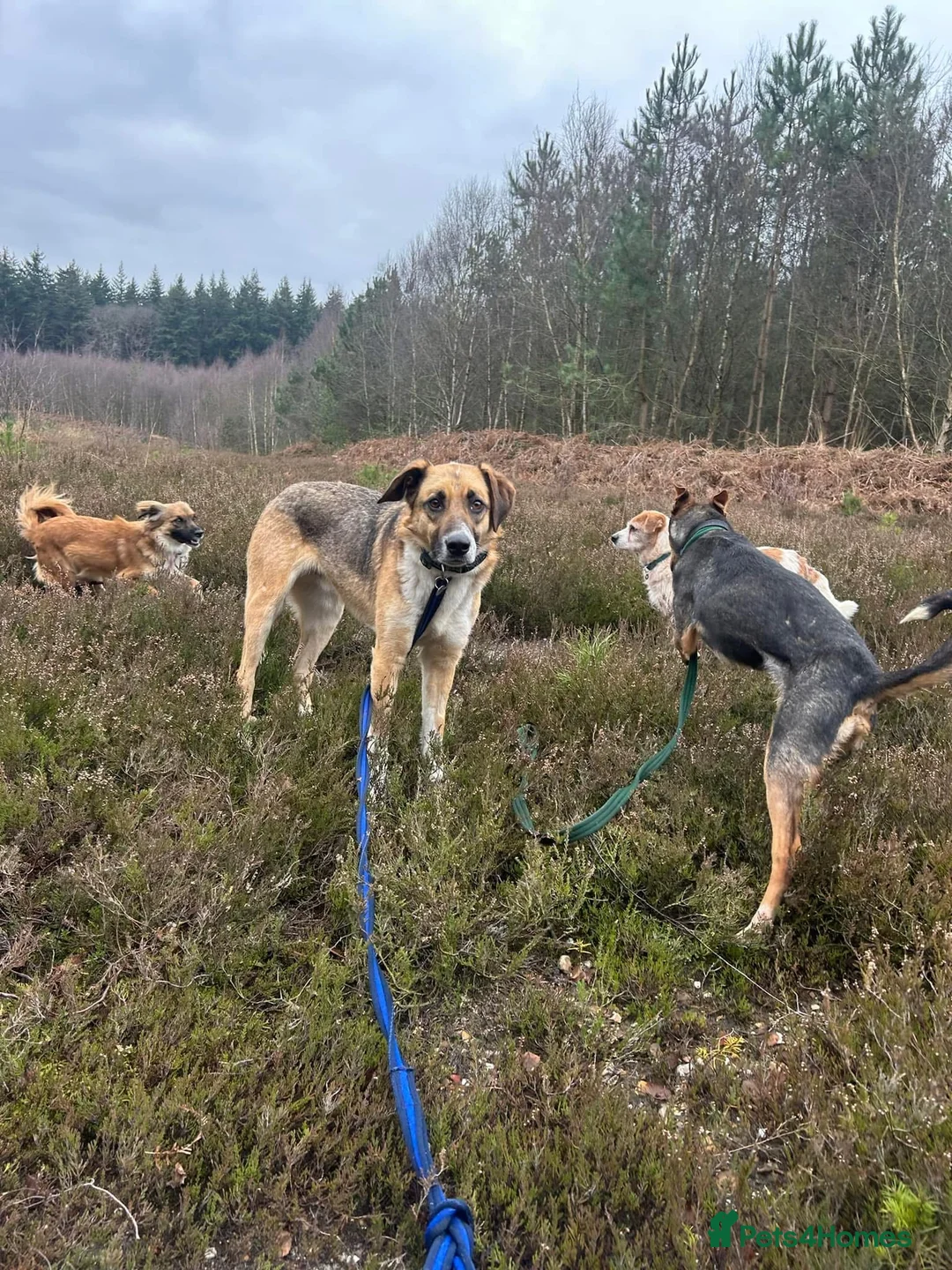 Mixed Breed dogs for adoption: Teddy - Norwich Norfolk  in Norwich - Advert 14