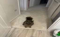 Maine Coon cats for sale: Maine Coon Girl - Image 8