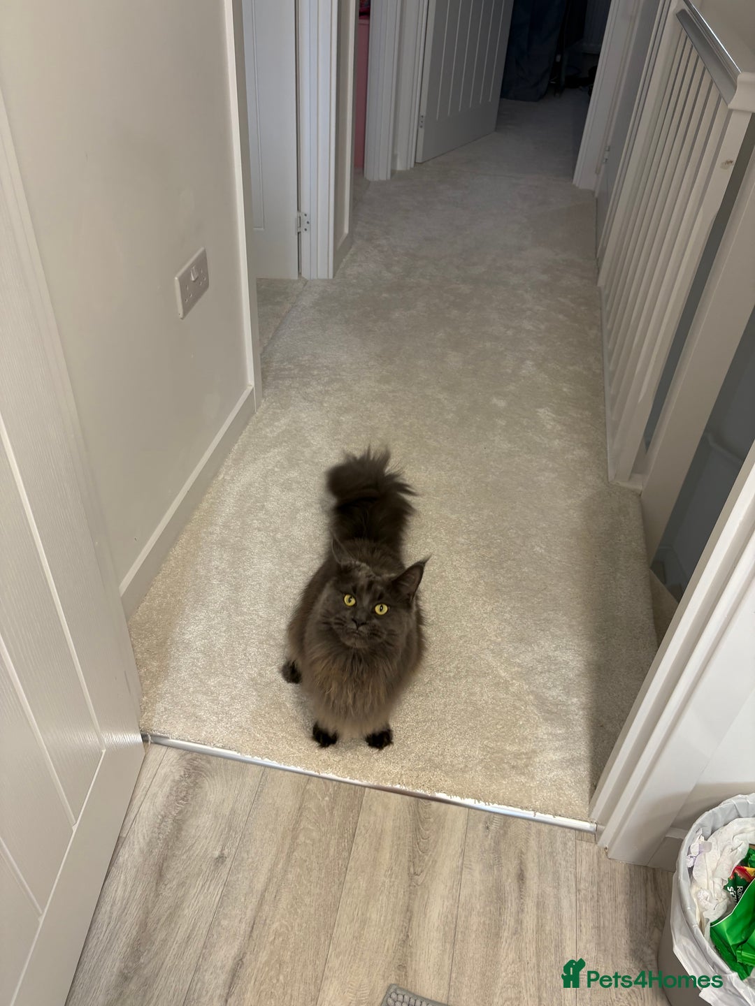Maine Coon cats for sale: Maine Coon Girl - Image 8