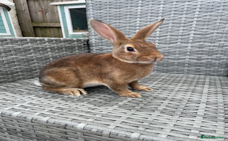 Rex rabbits - Advert 2