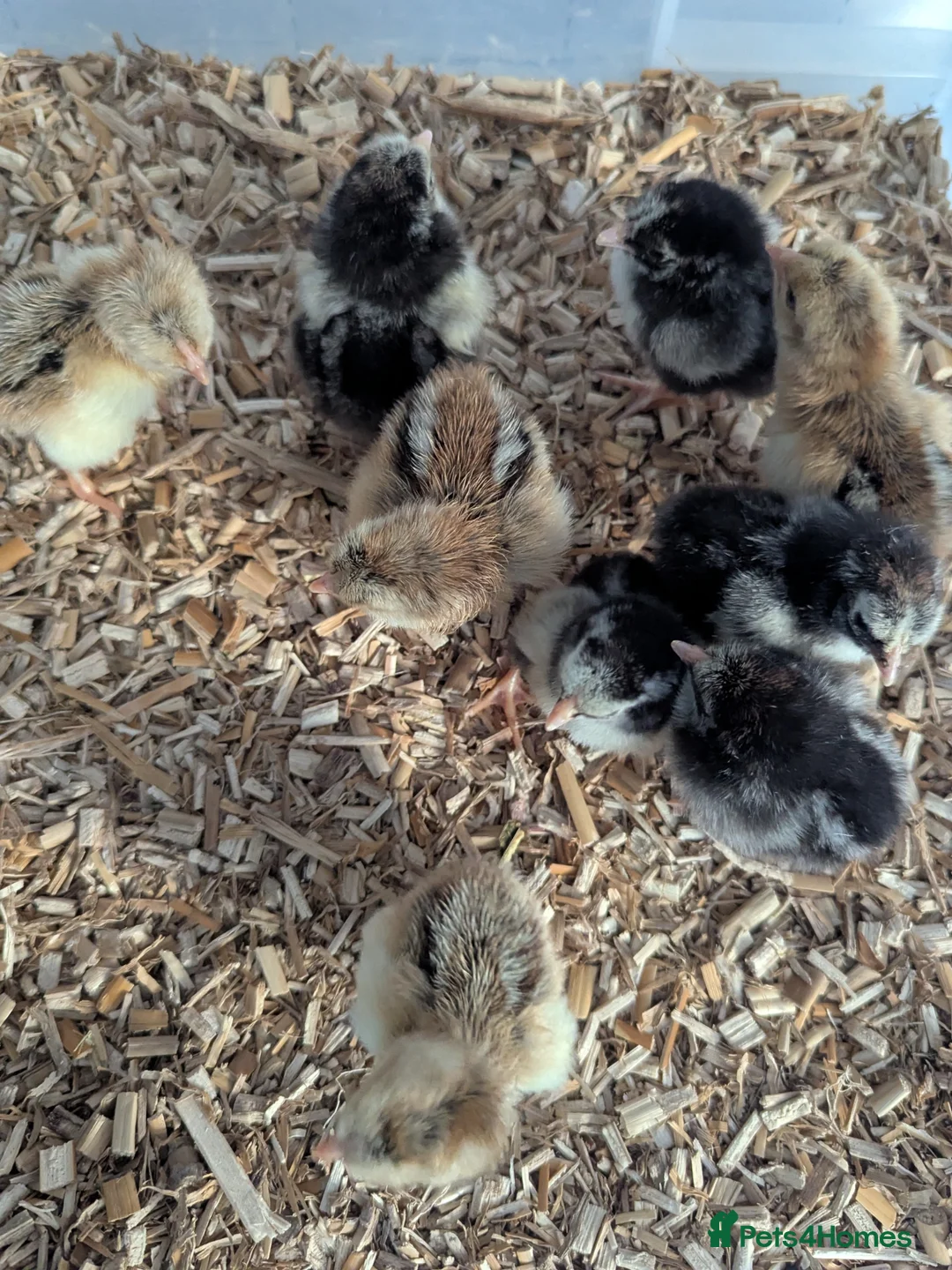 Chickens poultry for sale: Wyandotte chicks in Newton Abbot - Advert 2