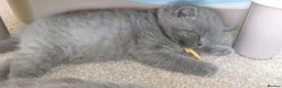 British Shorthair cats for sale: Pure Blue British Shorthair Kittens  - Advert 23