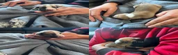Whippet dogs for sale: KC whippet Puppies  - Advert 8
