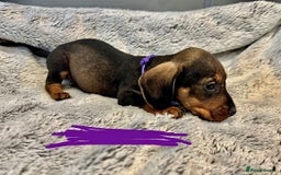 Dachshund dogs for sale: wirehaired dachshunds (teckels) - Image 17
