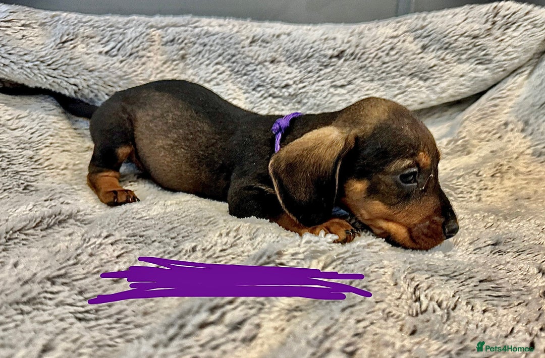 Dachshund dogs for sale: wirehaired dachshunds (teckels) - Image 17