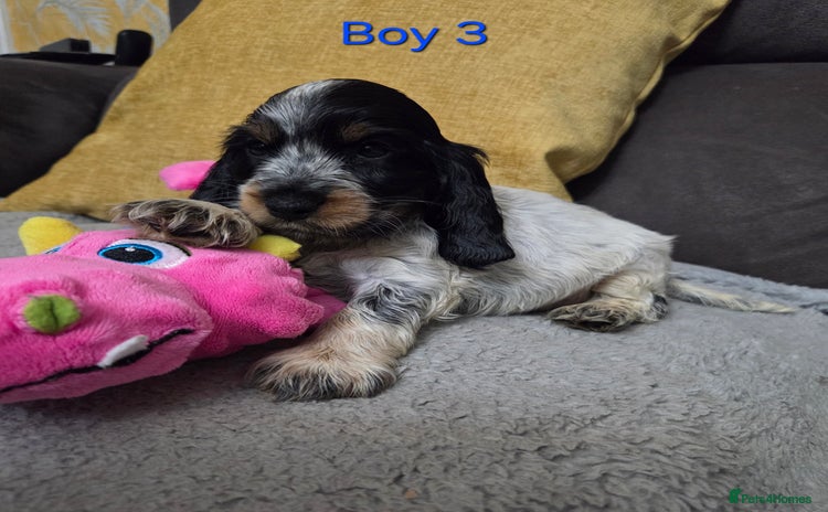 Cocker Spaniel dogs - Advert 14