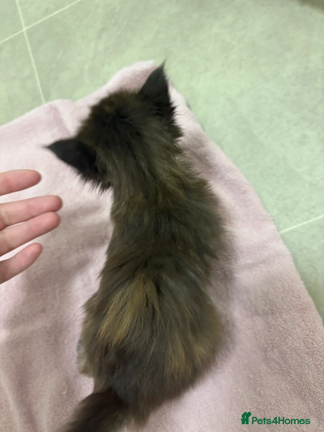 Maine Coon cats for sale: TICA registered Maine coon kittens - Advert 13