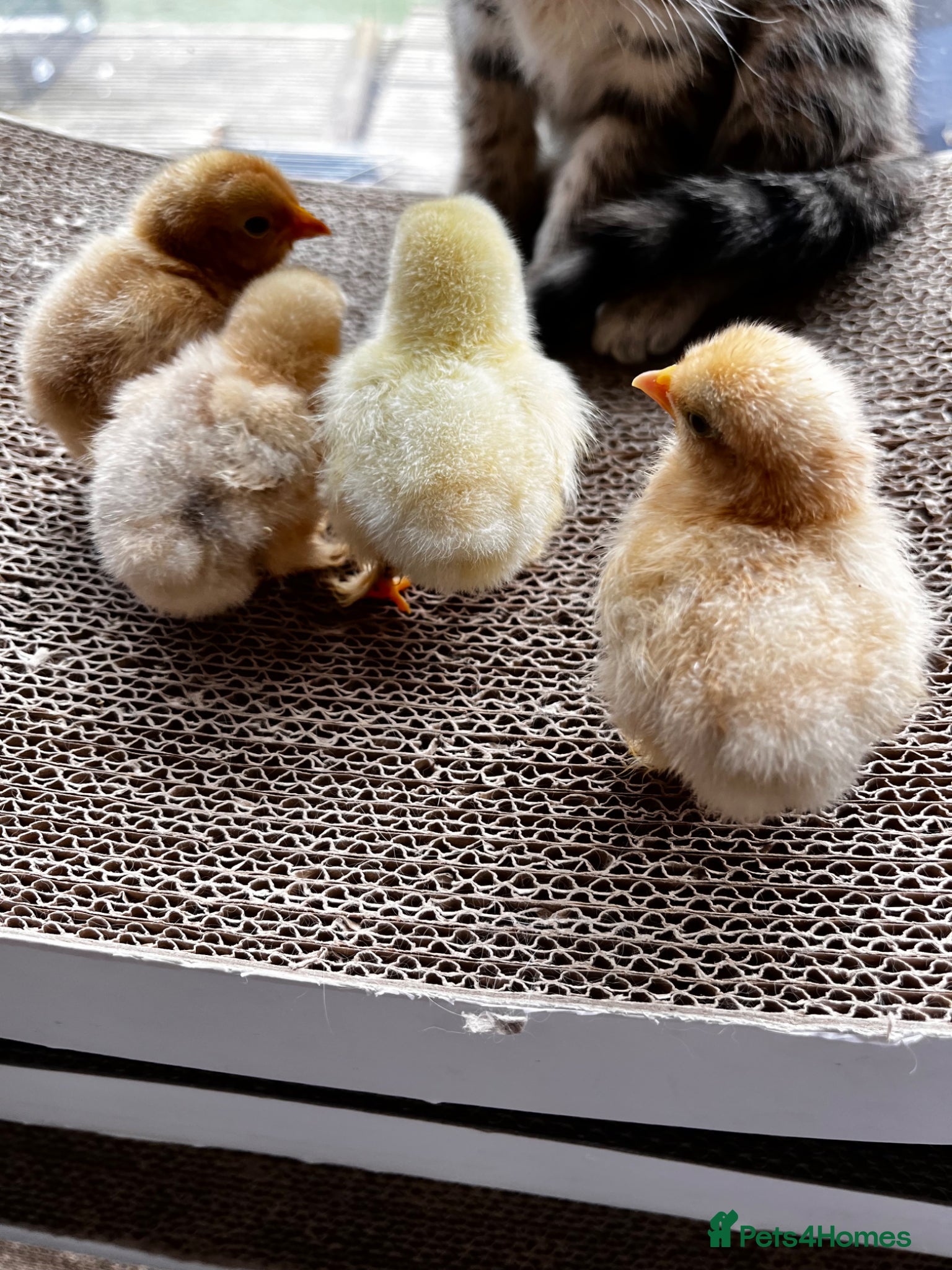 Chickens poultry 💕4 little Pekin Chicks (must go together)💕 - Advert 1