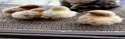 Chickens poultry for sale: 💕4 little Pekin Chicks (must go together)💕 - Advert 2