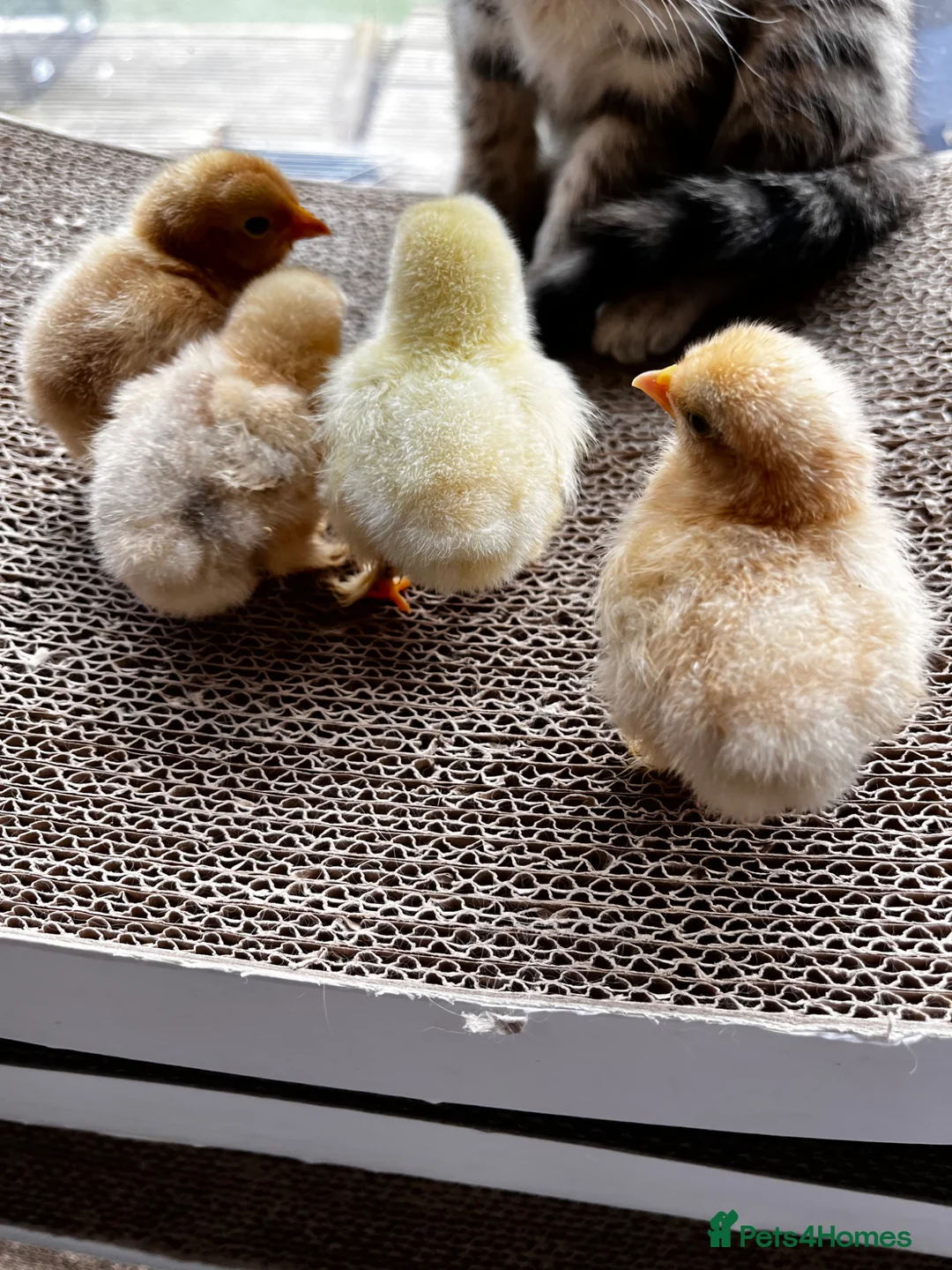 Chickens poultry for sale: 💕4 little Pekin Chicks (must go together)💕 - Advert 2