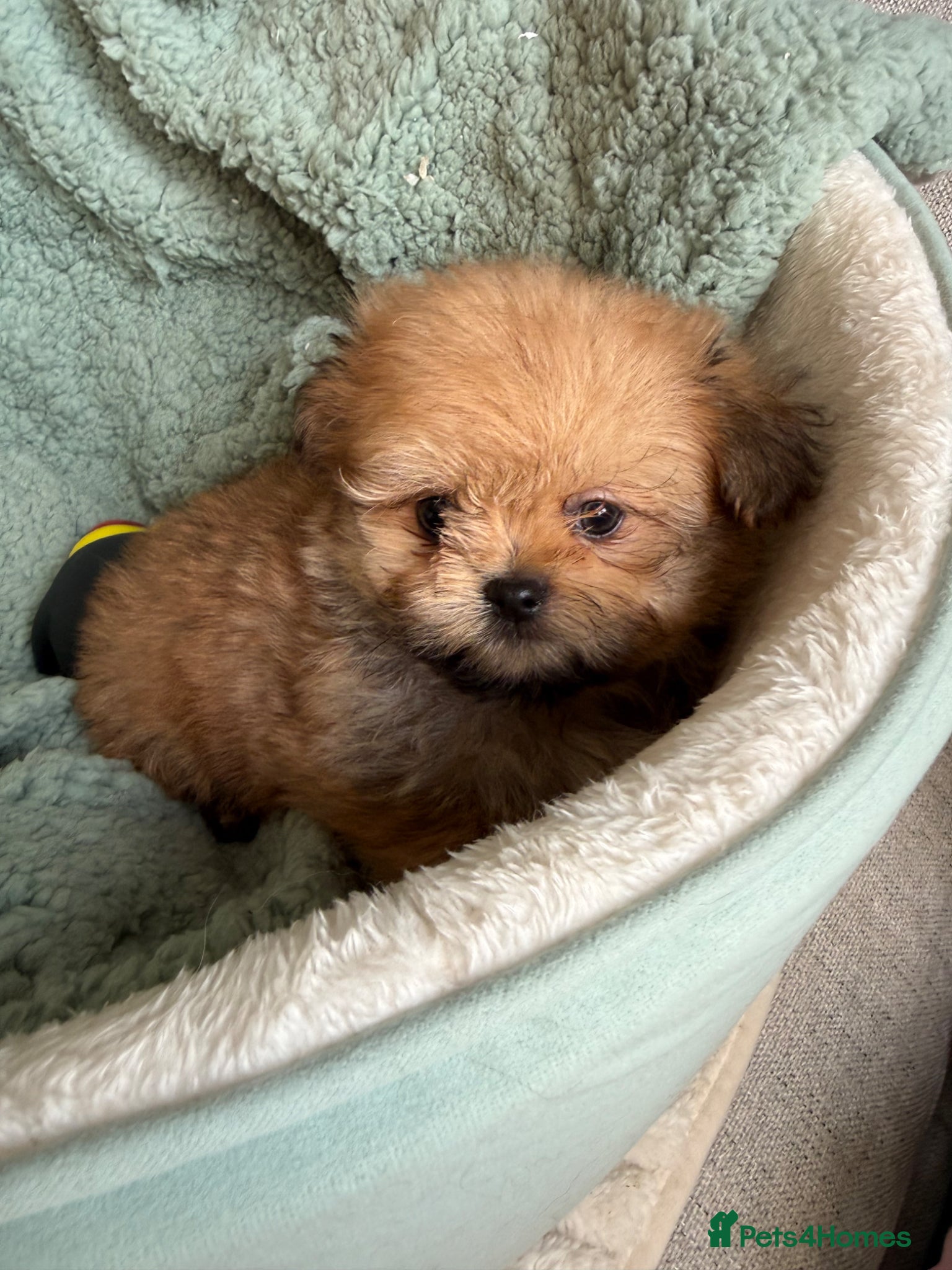 Mixed Breed dogs Rare Shirarian Pomeranian cross health checked  - Advert 2