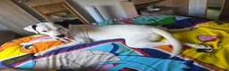 Mixed Breed dogs for sale: This is lucy in Grimsby - Advert 3