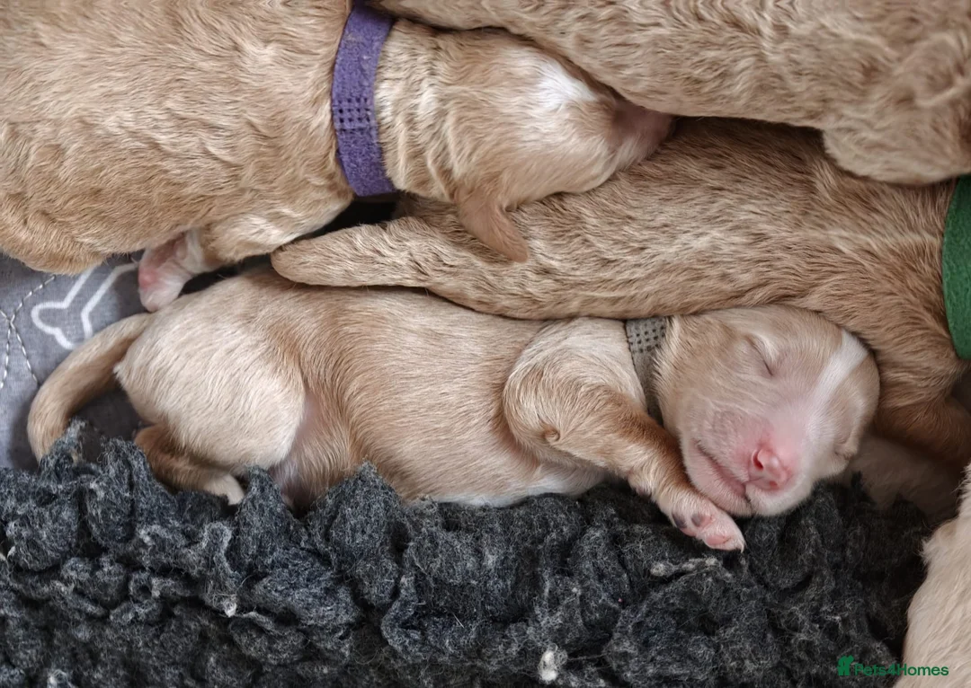 Goldendoodle dogs for sale: Exceptional Health tested Goldendoodle puppies - Advert 2
