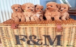 Cairn Terrier dogs for sale: STUNNING F1 cairn-oodle puppies  - Image 15