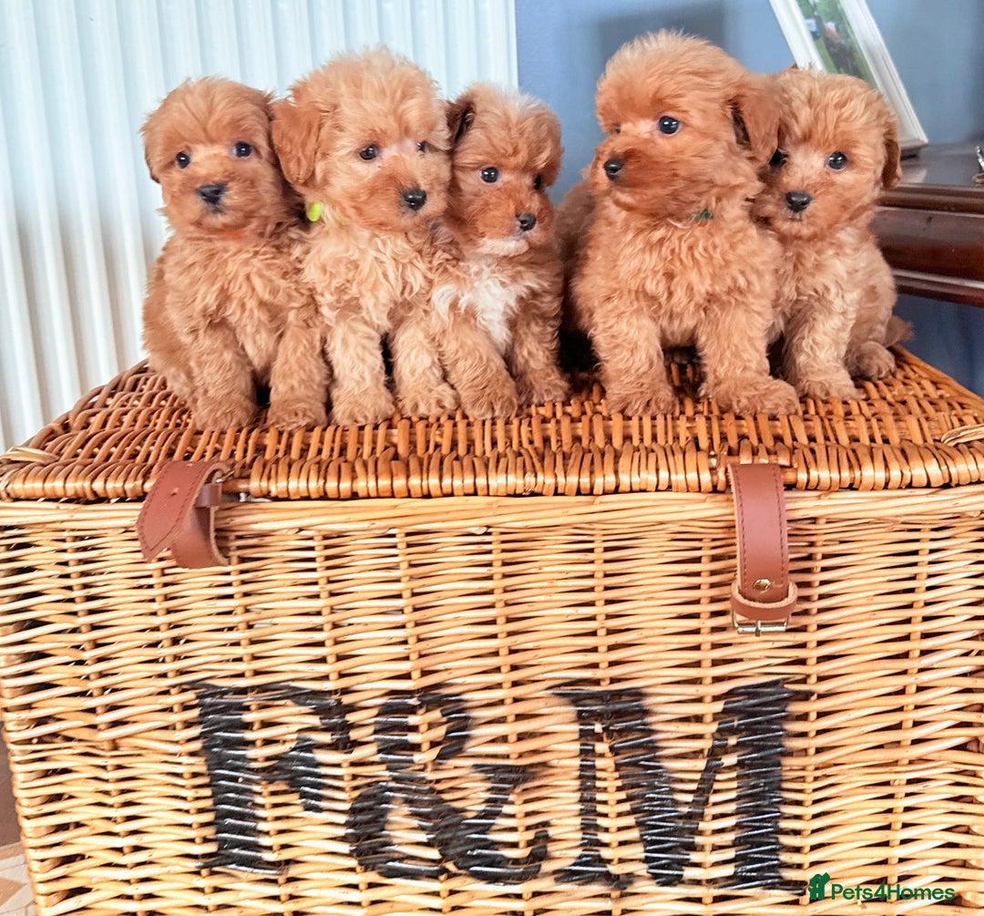Cairn Terrier dogs for sale: STUNNING F1 cairn-oodle puppies  - Image 15