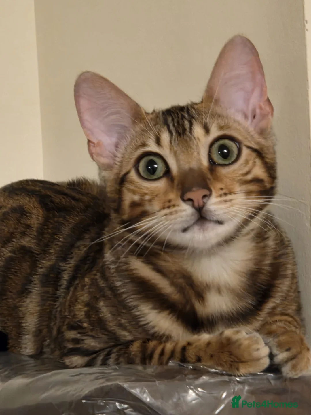 Bengal cats for sale: Beautiful Bengal kittens - Advert 2