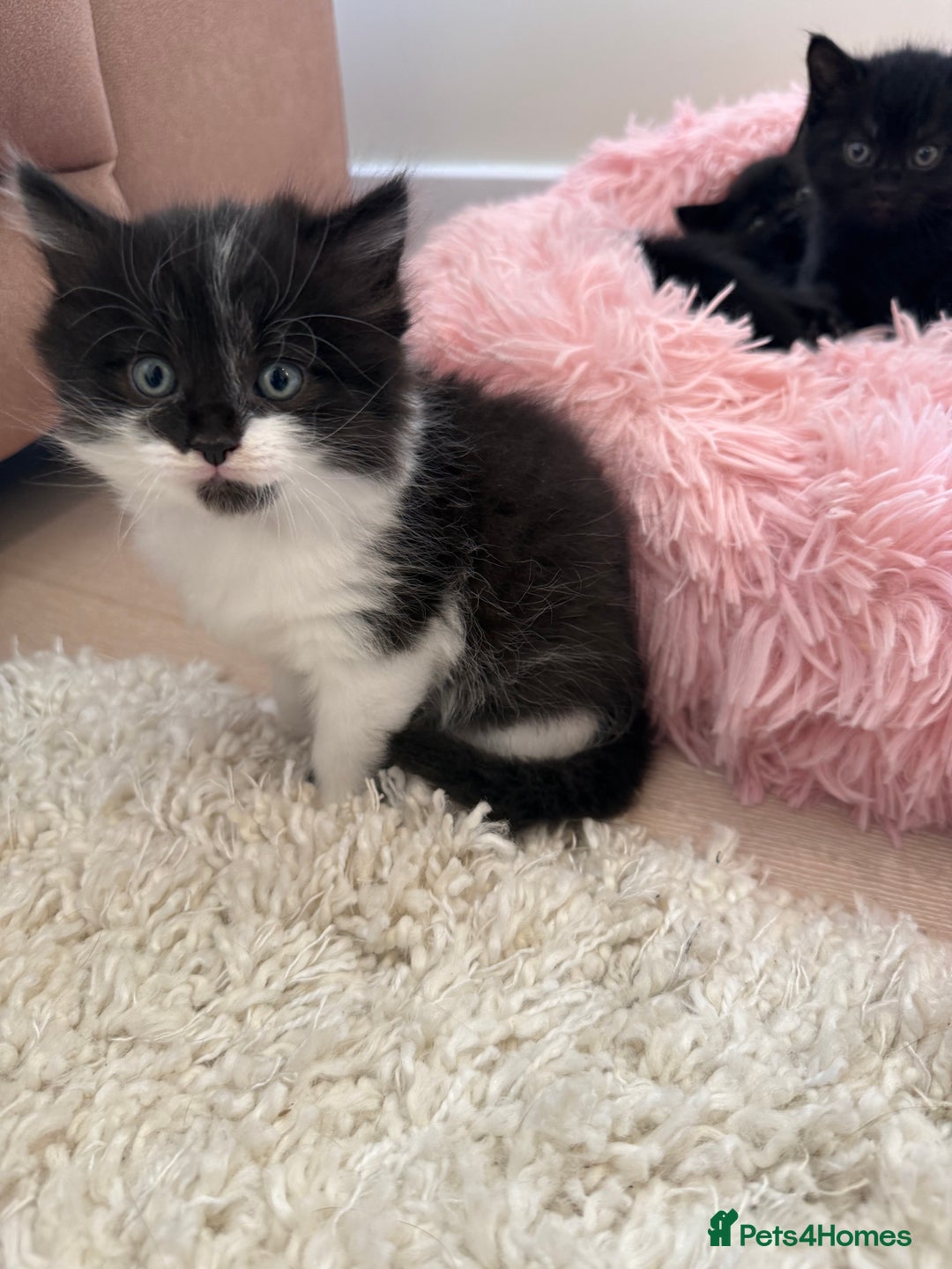 Mixed Breed cats for sale: Adorable kittens ready to go - Image 7