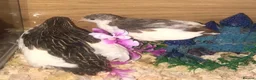 Quail poultry for sale: QUAIL HATCHING EGGS/CHINESE PAINTED BUTTONS - Advert 24