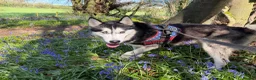 Siberian Husky dogs for stud: beautiful Zeus in Bristol - Advert 5