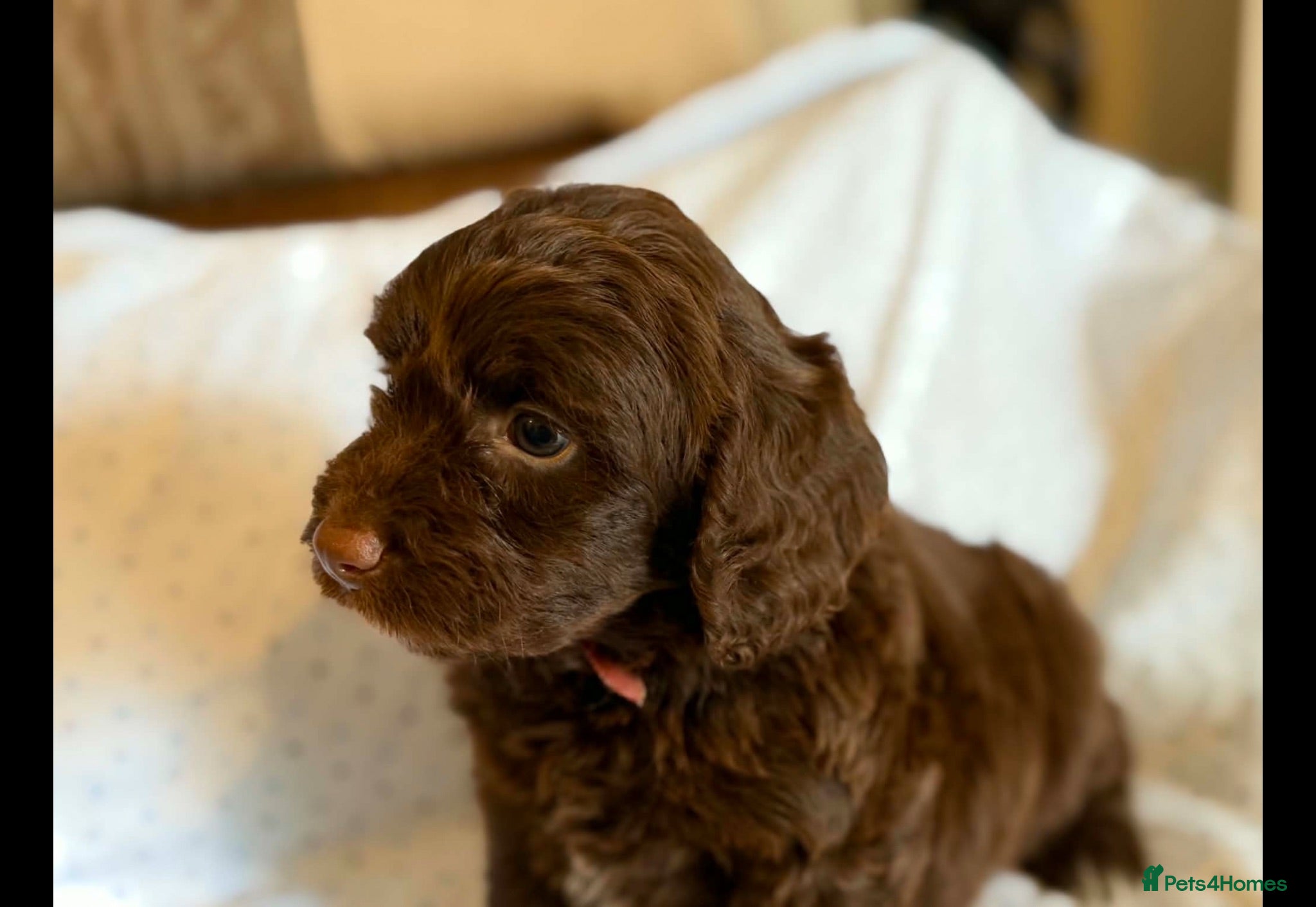 Cockapoo dogs Beautiful F1 cockapoo puppies - Advert 2