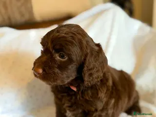 Cockapoo dogs Beautiful F1 cockapoo puppies - Advert 2