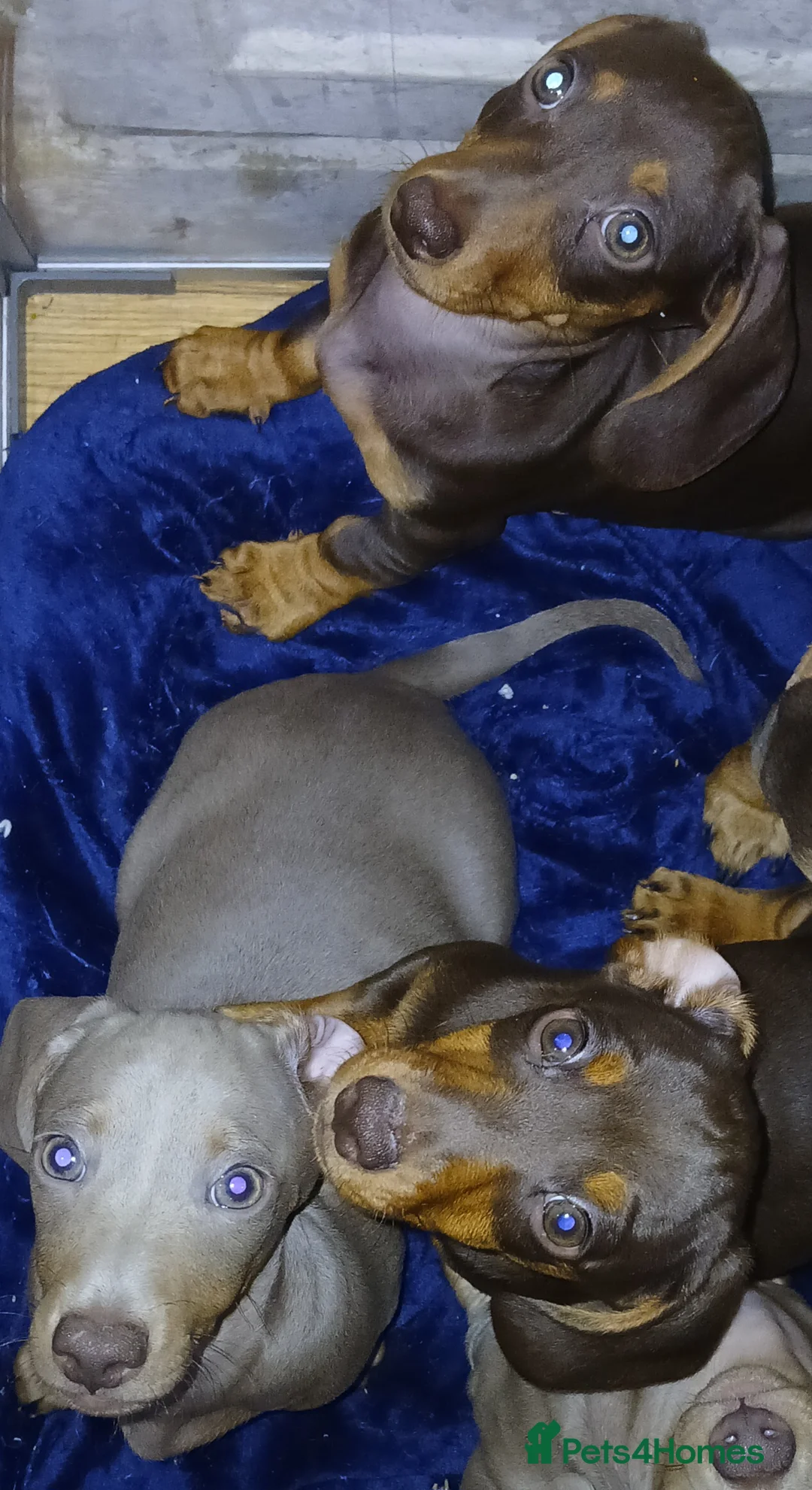 Dachshund dogs for sale: Now only 2 male mini dachshund puppies  - Advert 11