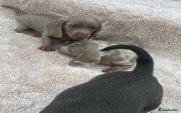 Miniature Dachshund dogs for sale: Miniature Dachshund Puppies - Image 3